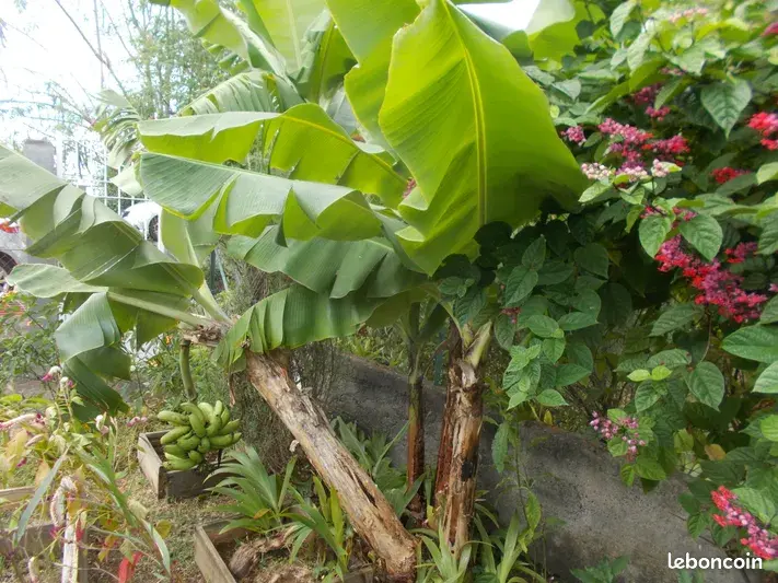 Jeune Plante Bananier Nain Comestible