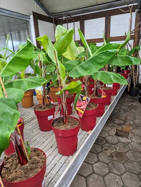 Jeune Plante Bananier Nain Comestible