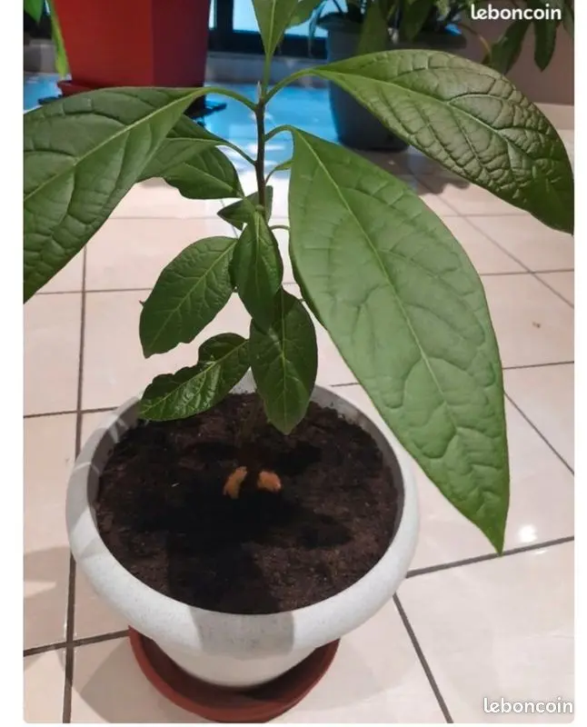 Jeune Plante Avocatier