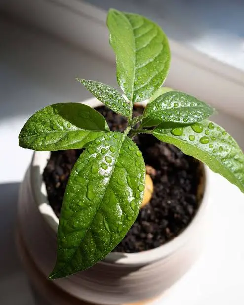 Jeune Plante Avocatier