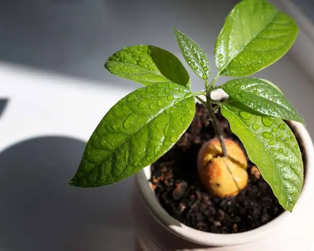 Jeune Plante Avocatier