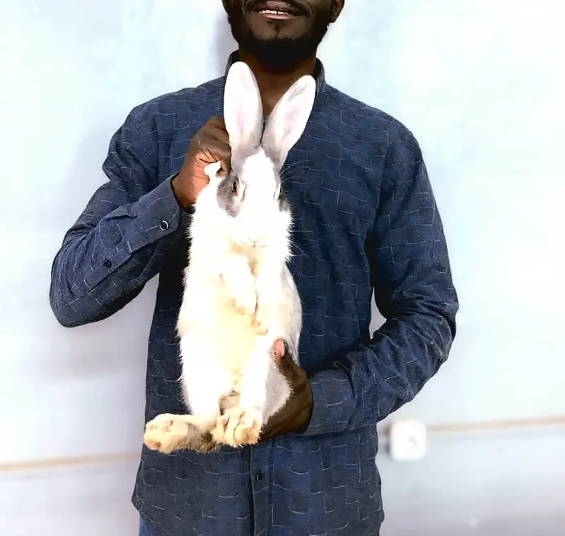 Lapins Locals