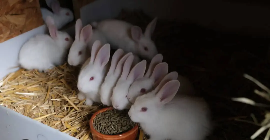 Lapins Locals